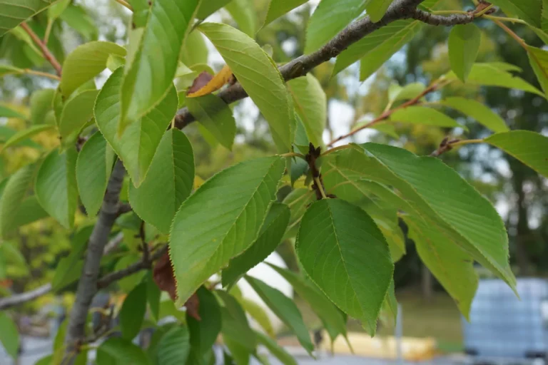 Yoshino Flowering Cherry Tree Foliage