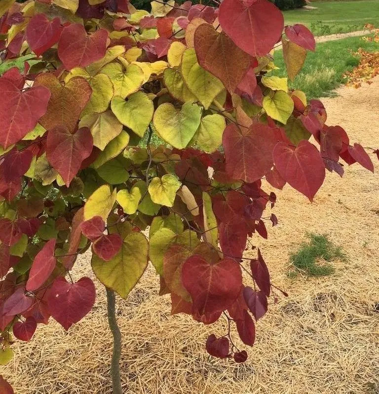 Foliage of Flamethrower Redbud tree for sale near me in Lebanon PA.