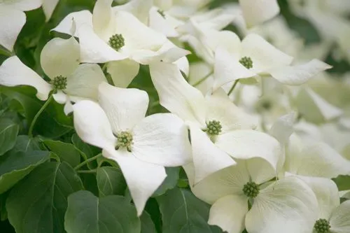 Kousa Dogwood Tree Flowers