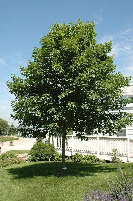 Fall Fiesta Sugar Maple Tree