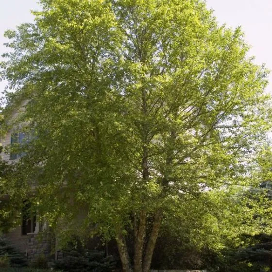 Heritage River Birch Tree