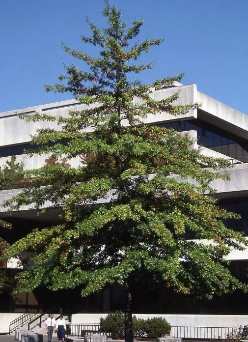 Pin Oak tree for sale near me in Lebanon PA.