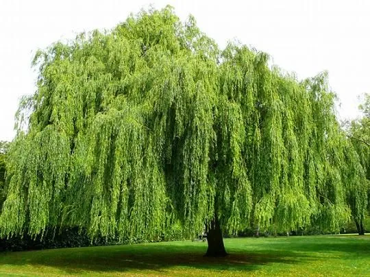 Weeping Willow Tree