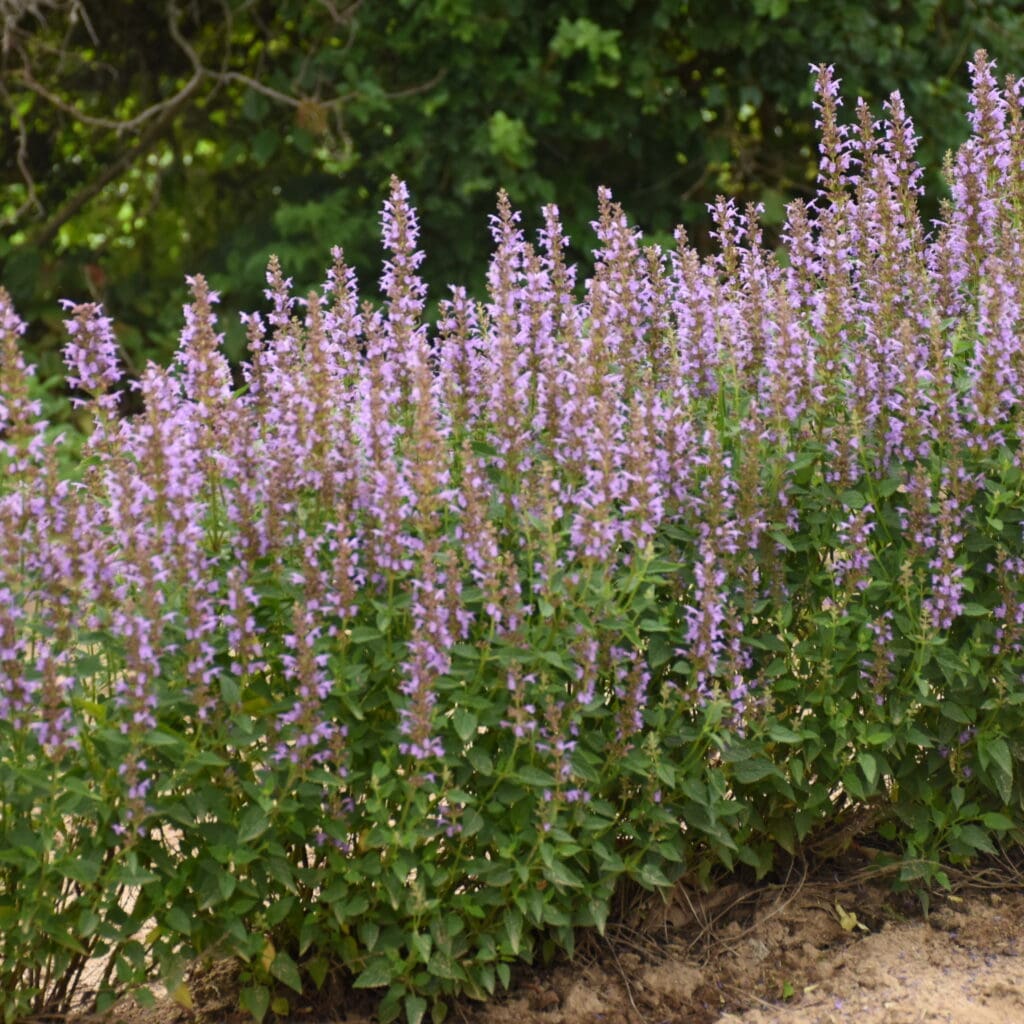 Blue flowers of a Blue Bayou Agastache perennial Plant for sale near me in Lebanon PA.
