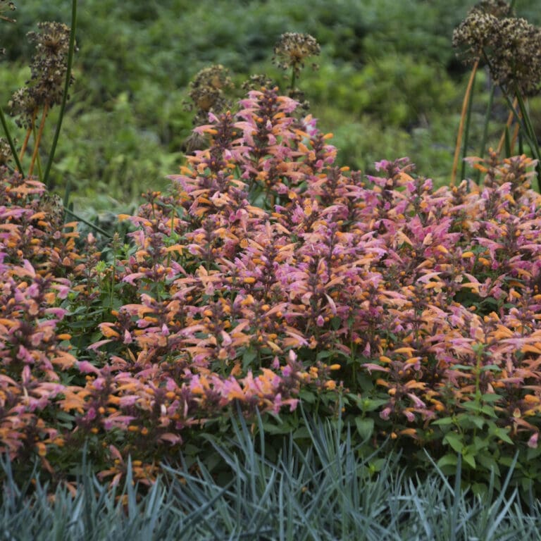Agastache Mango Tango Hummingbird Mint