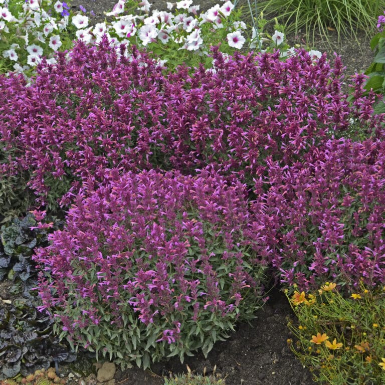 Rosie Posie Agastache Hummingbird Mint