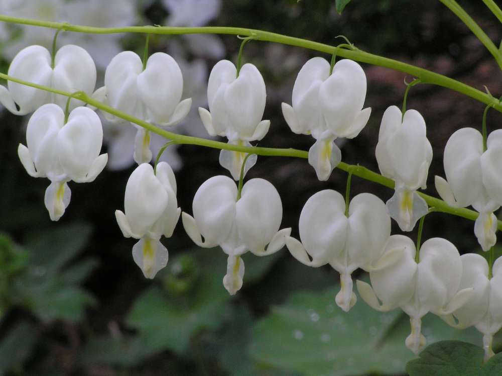 White heart-shape flowers of Bleeding Heart Perennial Plants for sale near me in Lebanon PA.