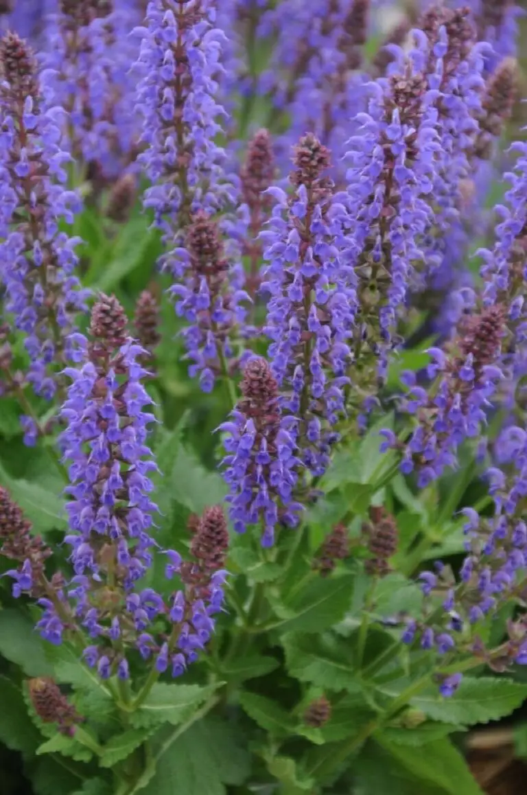 April Night Salvia