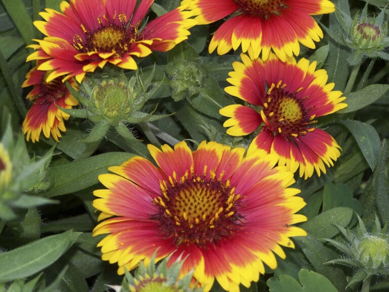 Arizona Sun Gaillardia Plant