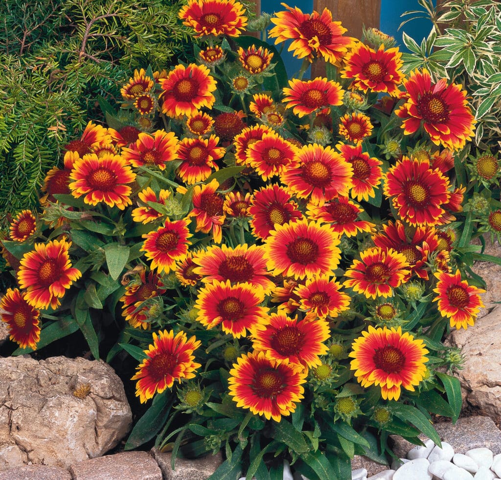 Bicolor flowers of Arizona Sun Gaillardia Perennial Plants for sale near me in Lebanon PA.