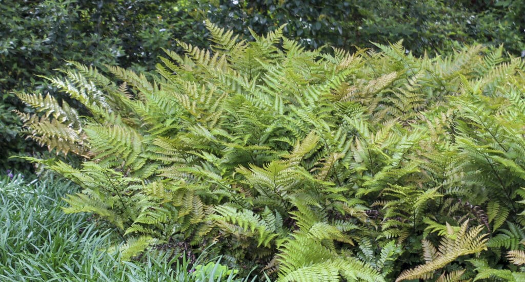 Bronze foliage of Brilliance Autumn Fern Plants for sale near me in Lebanon PA.