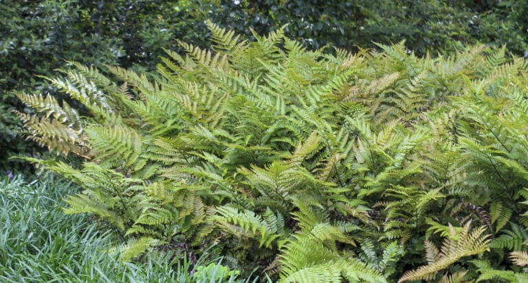 Brilliance Autumn Fern
