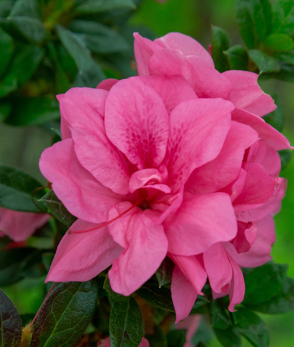Double pink flowers of a Autumn Empress reblooming Encore Azalea Plant for sale near me in Lebanon PA.