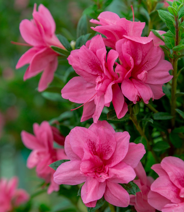 Autumn Empress Encore azalea Plant