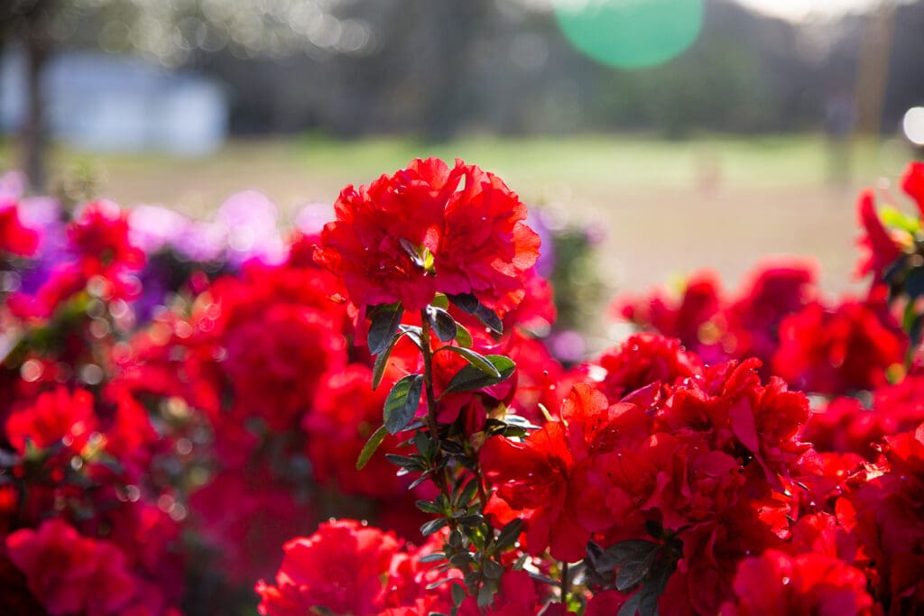 Dark red flowers of a Autumn Fire reblooming Encore Azalea Plant for sale near me in Lebanon PA.