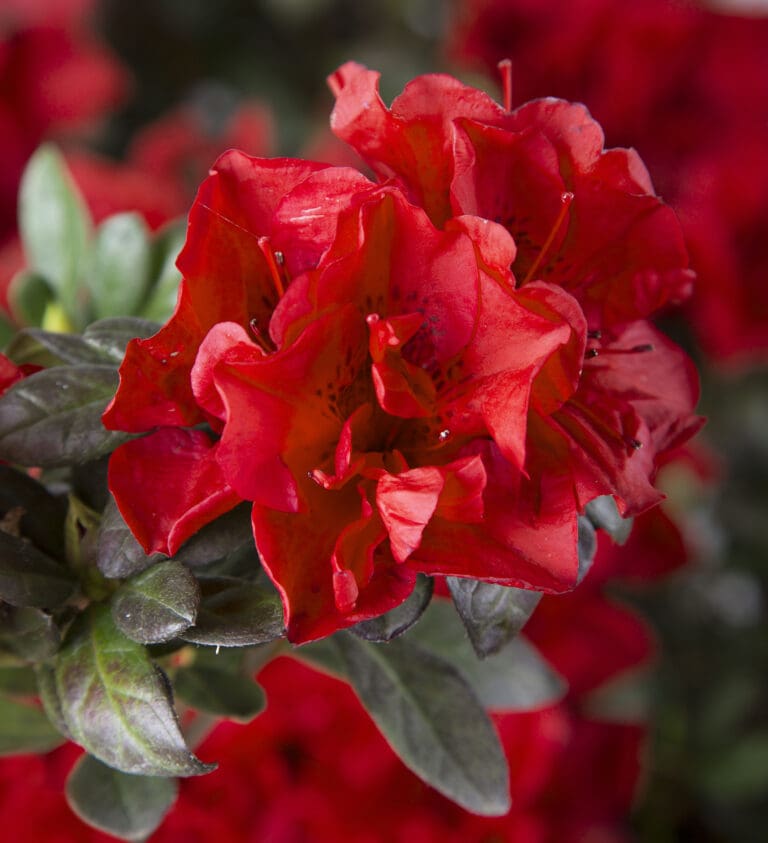 Autumn Fire Encore Azalea plant