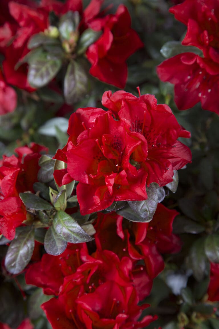 Autumn Fire Encore Azalea Plant