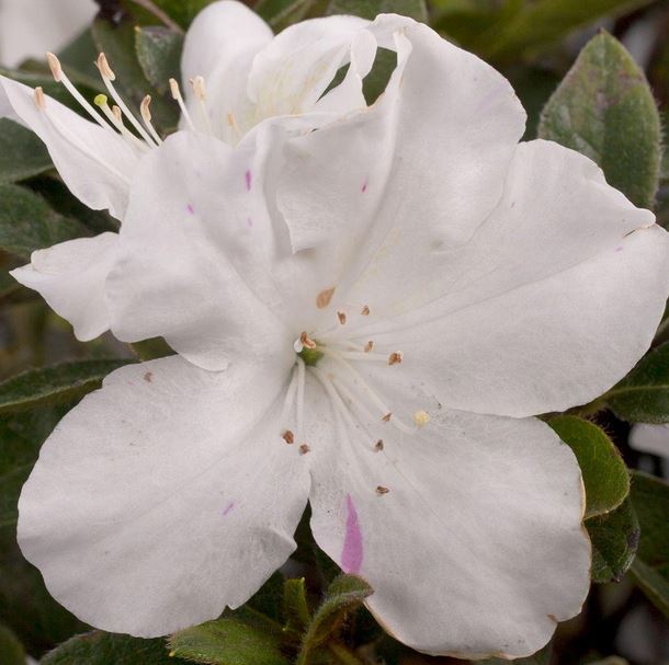 White flowers of a Autumn Lily reblooming Encore Azalea Plant for sale near me in Lebanon PA.