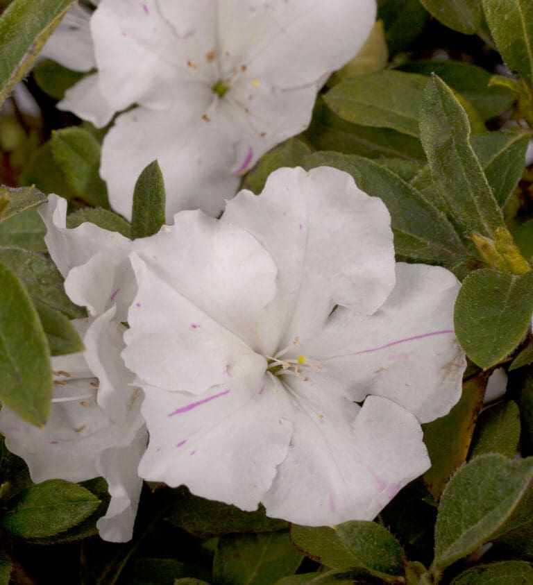 Autumn Lily Encore Azalea plant