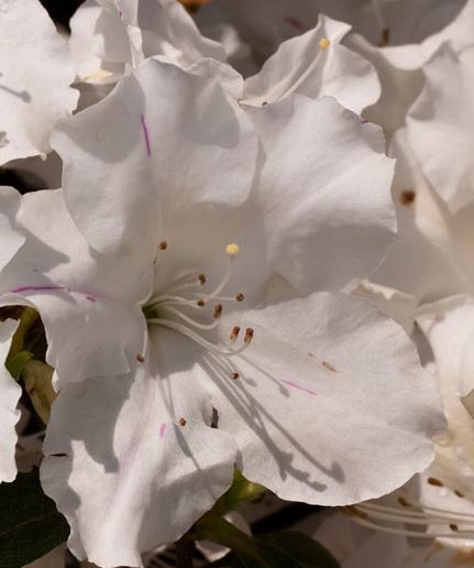Autumn Lily Encore Azalea