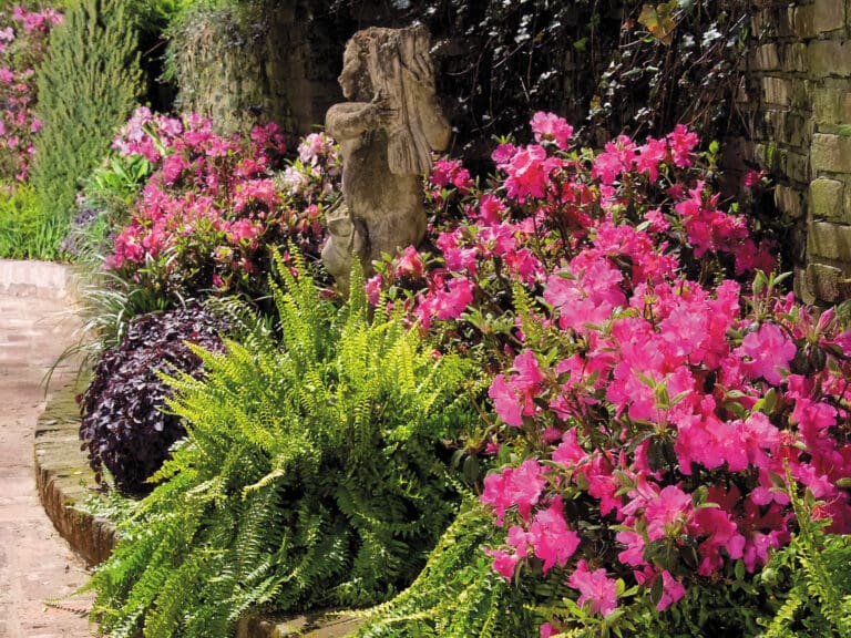 Autumn Sangria Encore Azalea plant