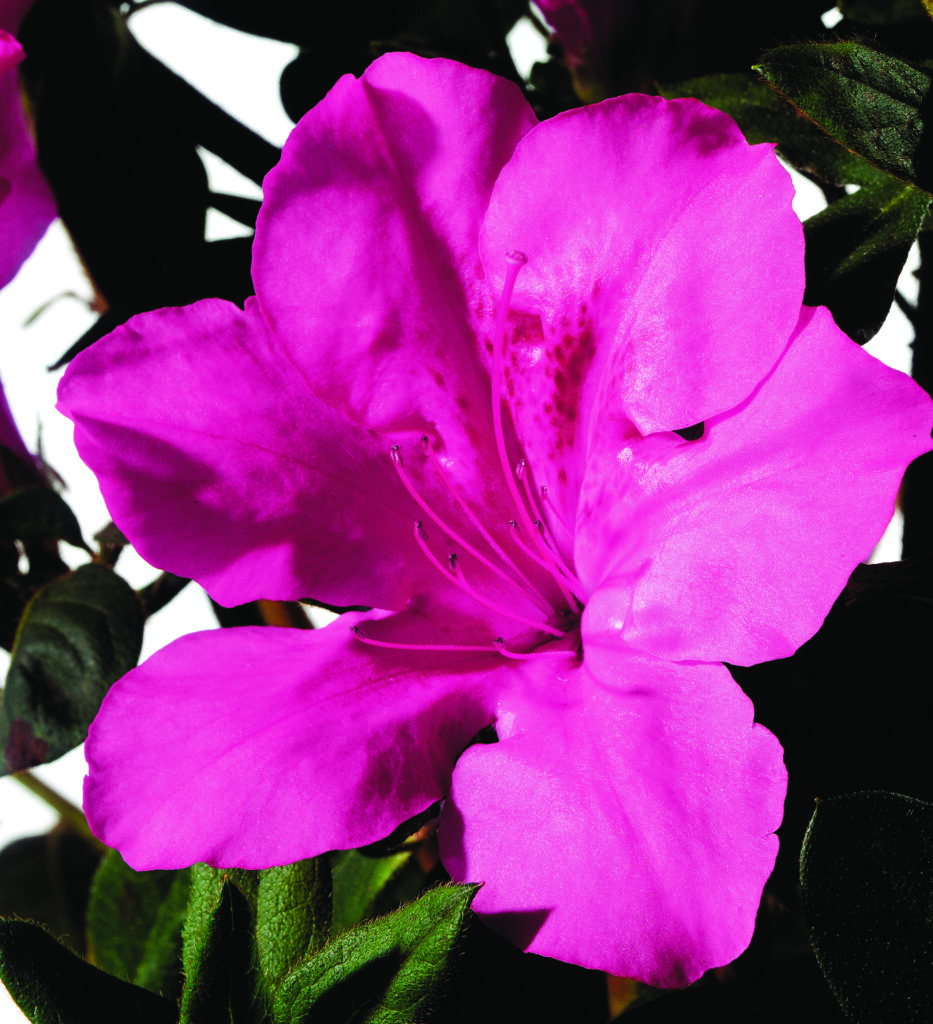 Purple flowers of a Autumn Sangria reblooming Encore Azalea Plant for sale near me in Lebanon PA.