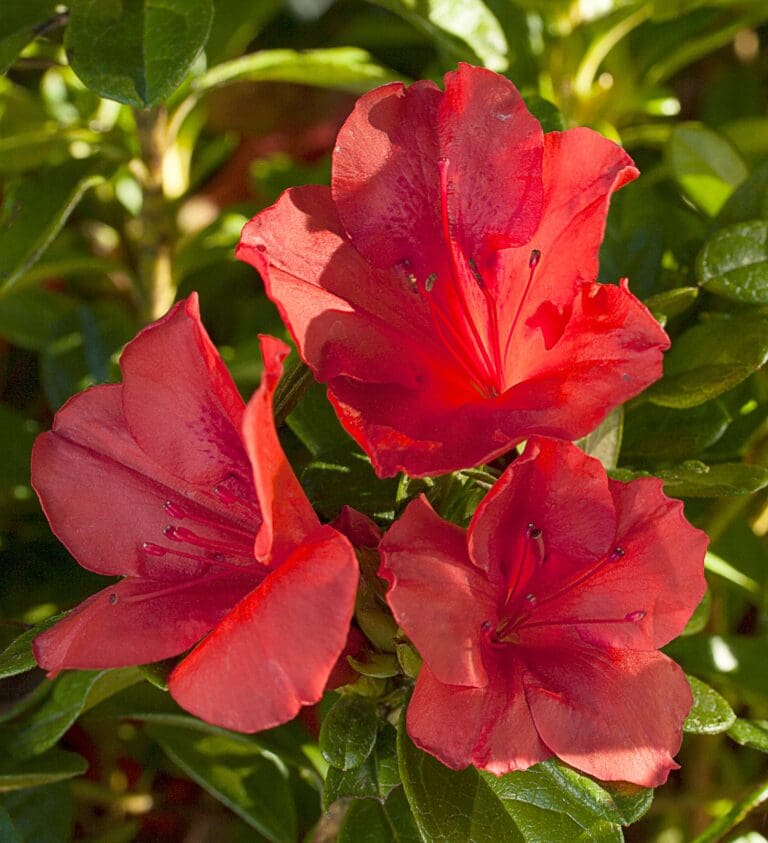 Autumn Sunset Encore Azalea