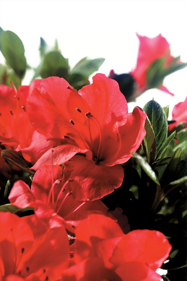 Red flowers of a Autumn Sunset reblooming Encore Azalea Plant for sale near me in Lebanon PA.