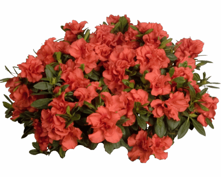Autumn Sunset Encore Azalea Plant
