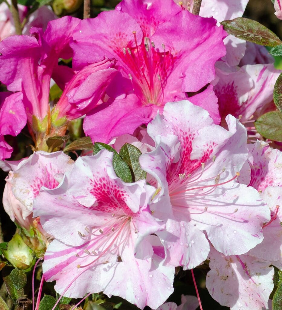 Variegated flowers of a Autumn Twist reblooming Encore Azalea Plant for sale near me in Lebanon PA.