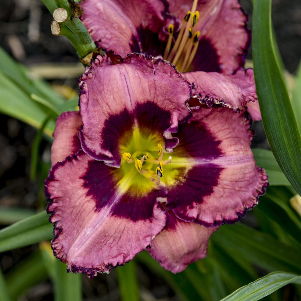 Rosy-pink flowers of Be Fruitful and Multiply Daylily Plants for sale near me in Lebanon PA.