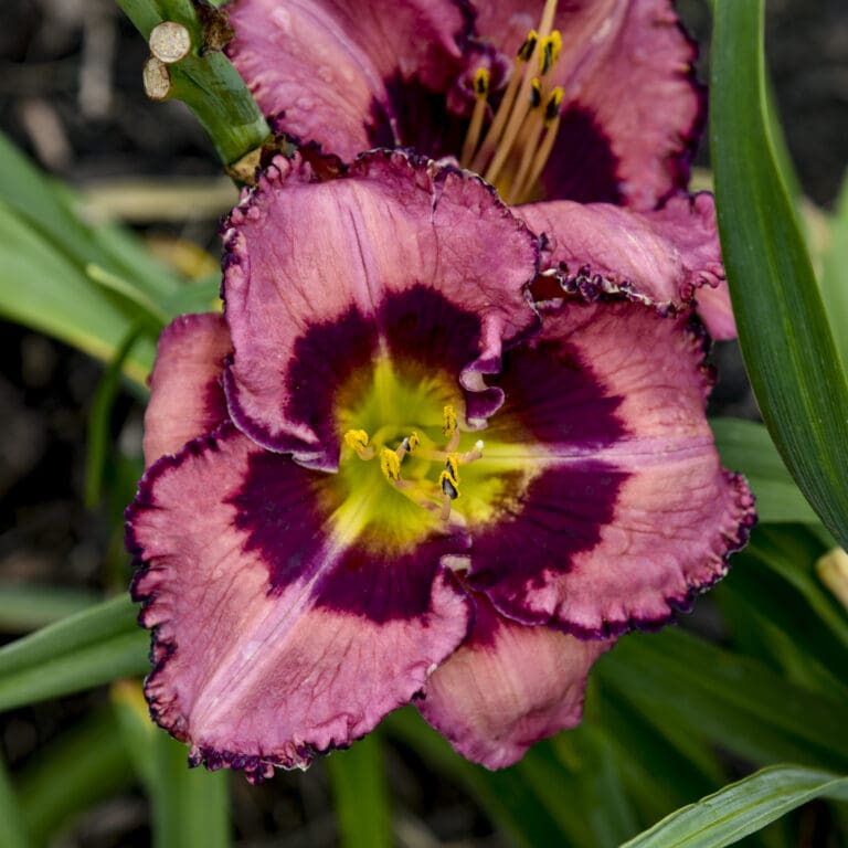 Be Fruitful and Multiply Daylily