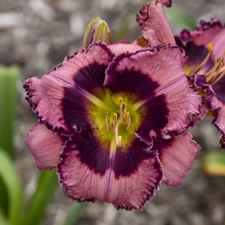 Be Fruitful and Multiply Daylily