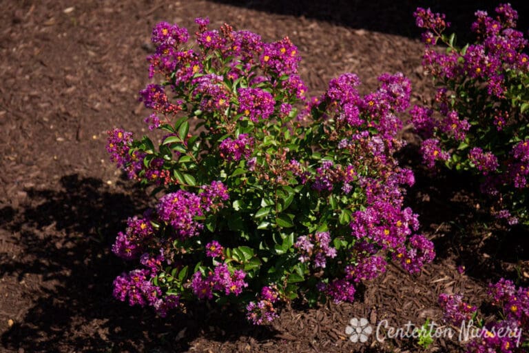 Bellini Grape Dwarf Crapemyrtle Plant