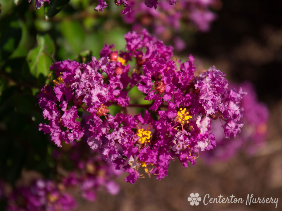 Bellini Grape Dwarf Crapemyrtle Plant for sale near me in Lebanon PA.