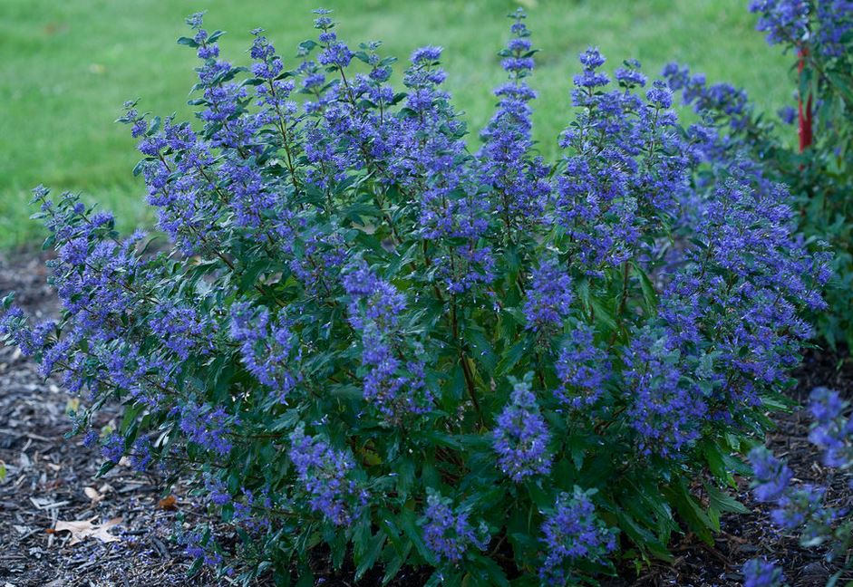 Flowers of a Beyond Midnight Bluebeard Plant for sale near me in Lebanon PA.