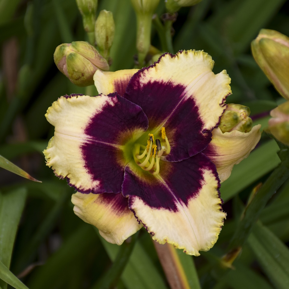 Cream-colored flowers of Blackthorne Daylily Plants for sale near me in Lebanon PA.