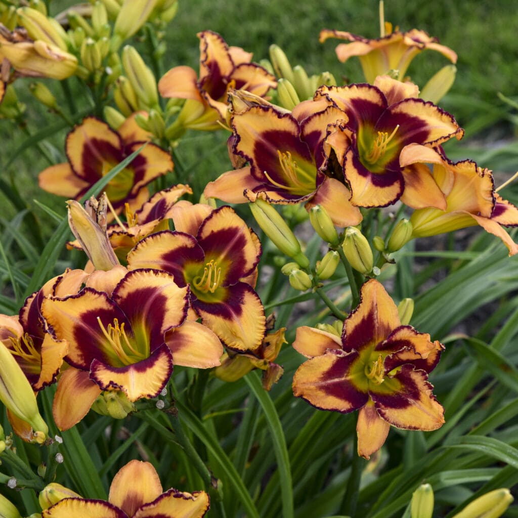 Apricot-red flowers of Blazing Glory Daylily Plants for sale near me in Lebanon PA.