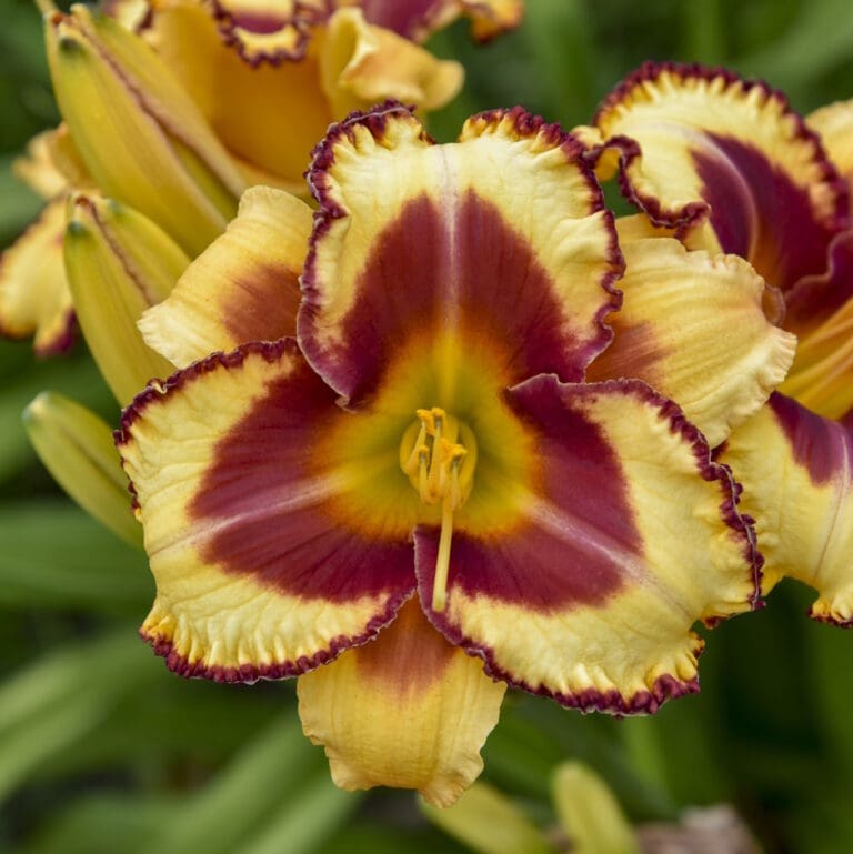 Blazing Glory Daylily
