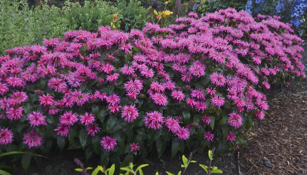 Dwarf pink flowering Bee Balm Bubblegum Blast Perennial Plants for sale near me in Lebanon PA.