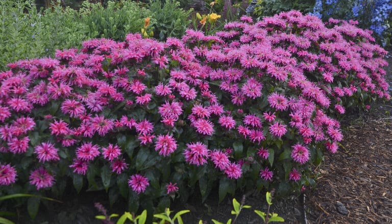 Bubblegum Blast Bee Balm Plant