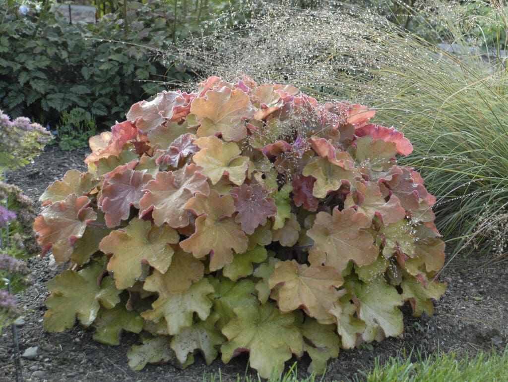 Apricot foliage of Caramel Coral Bells Plants for sale near me in Lebanon PA.