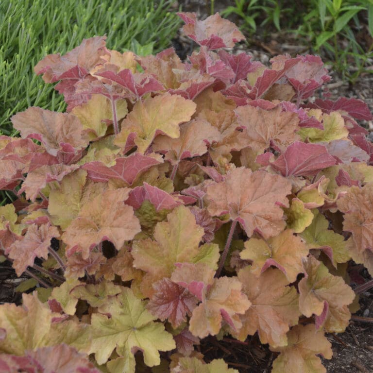 Caramel Coral Bells plant