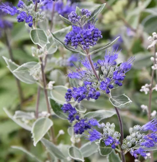 Flowers of a Dark Knight Bluebeard Plant for sale near me in Lebanon PA.