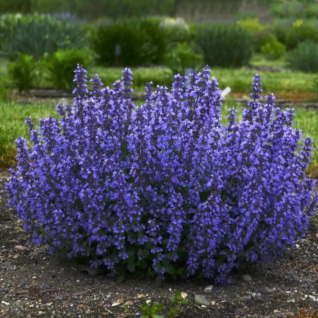 Blue flowers of Cat's Pajamas Catmint Perennial Plants for sale near me in Lebanon PA.