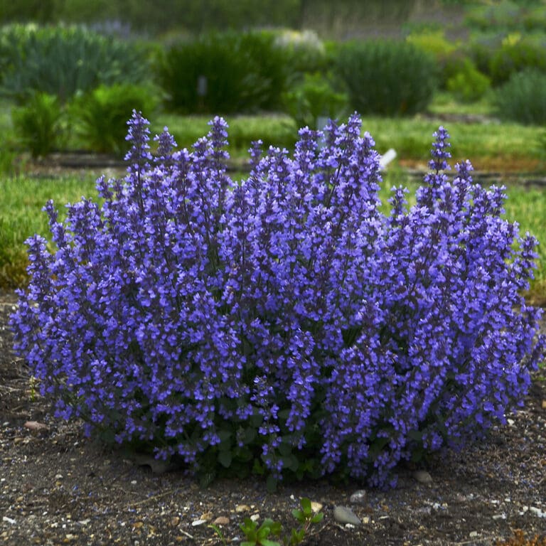 Cats Pajamas Catmint Plant