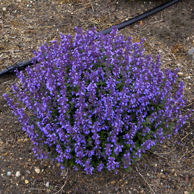 Cats Pajamas Catmint Plant