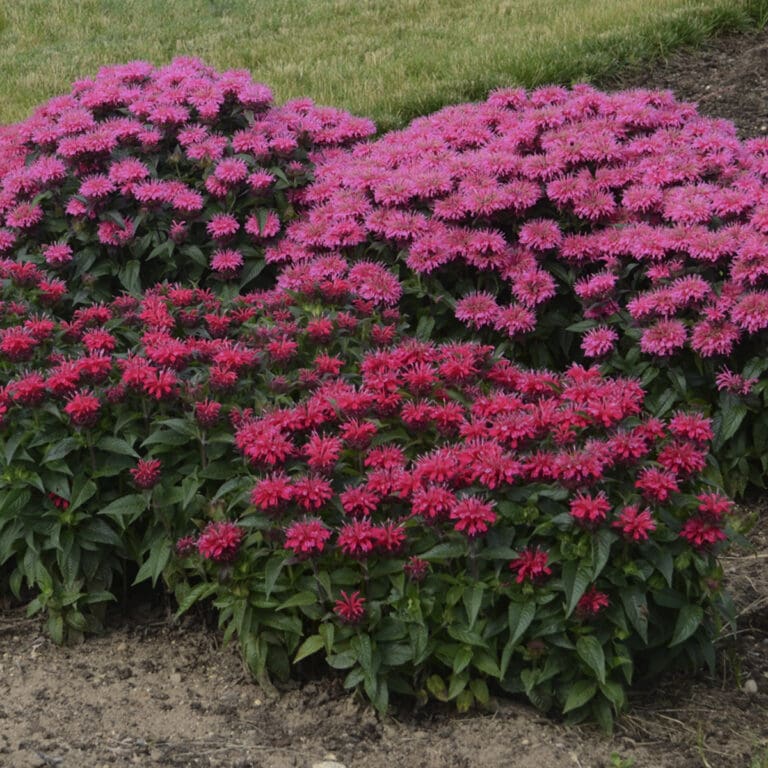 Cherry Pops Bee Balm Plant