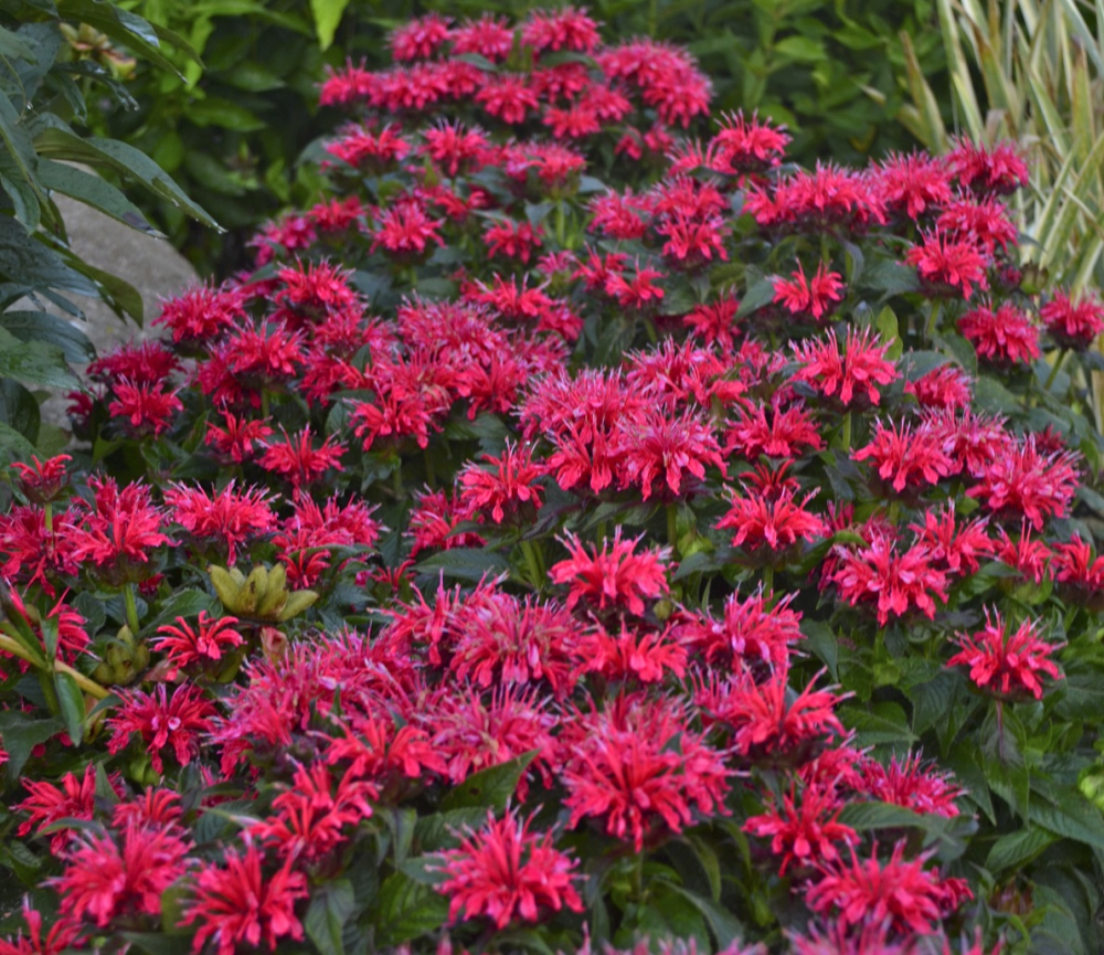 Dwarf red flowering Bee Balm Cherry Pops Perennial Plants for sale near me in Lebanon PA.
