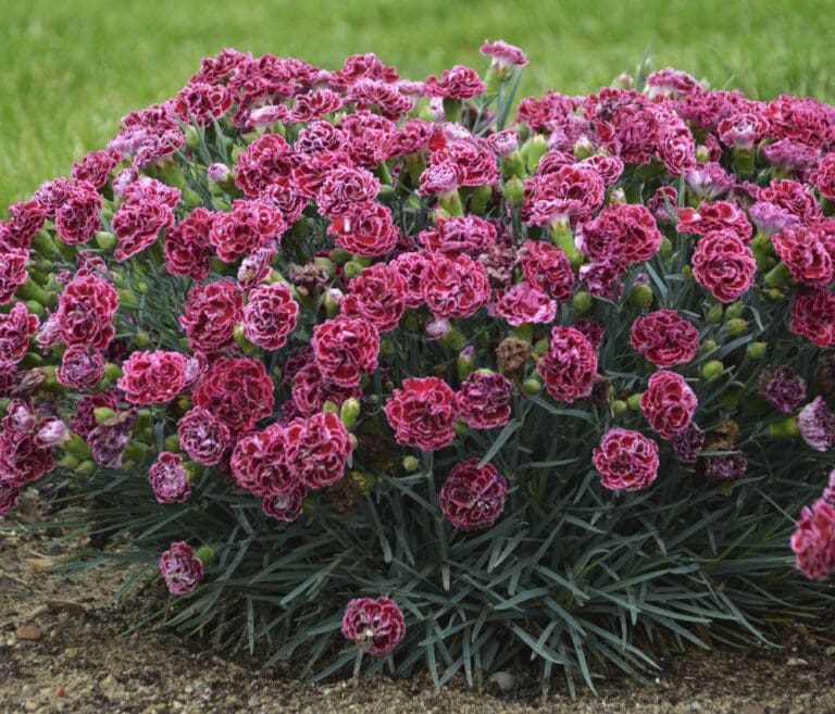 Cherry Vanilla Dianthus